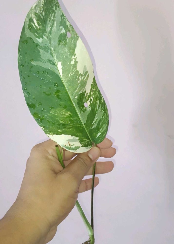 epipremnum pinnatum albo Cutting