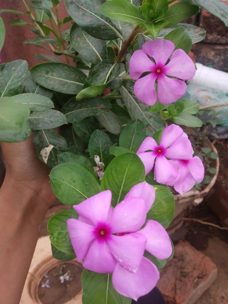 Pink &amp; White Sadabahar Seeds