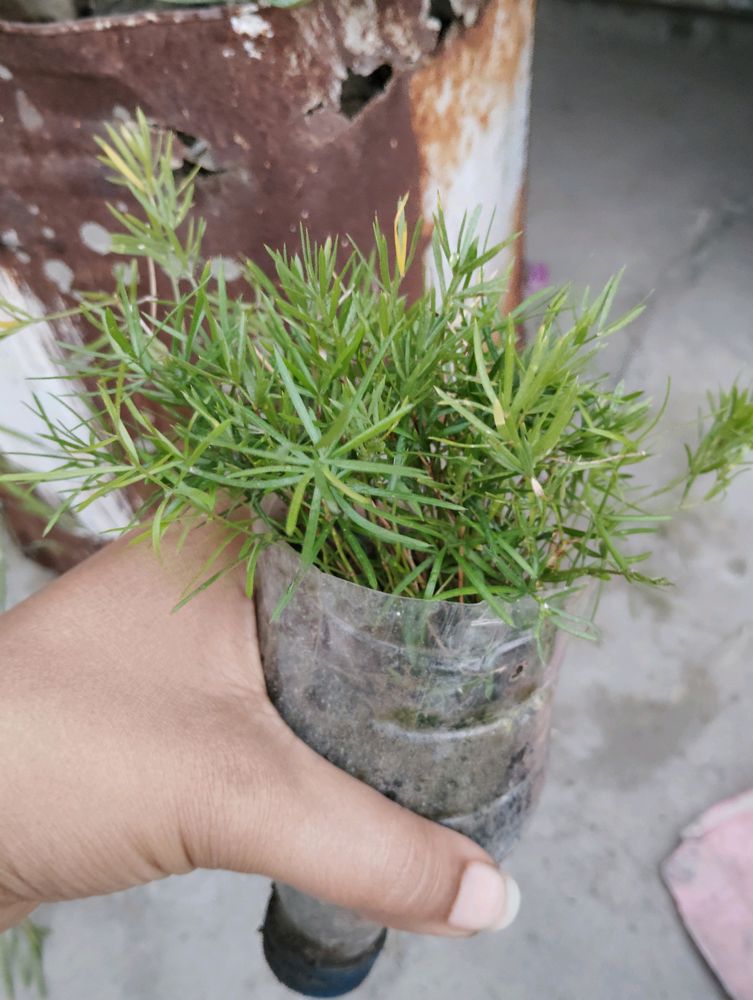 5 Rooted Plant