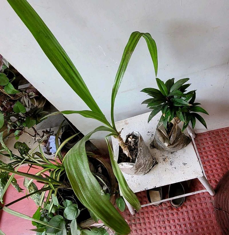 Set 2.Syngonium &amp; Crinum  Plants 🪴