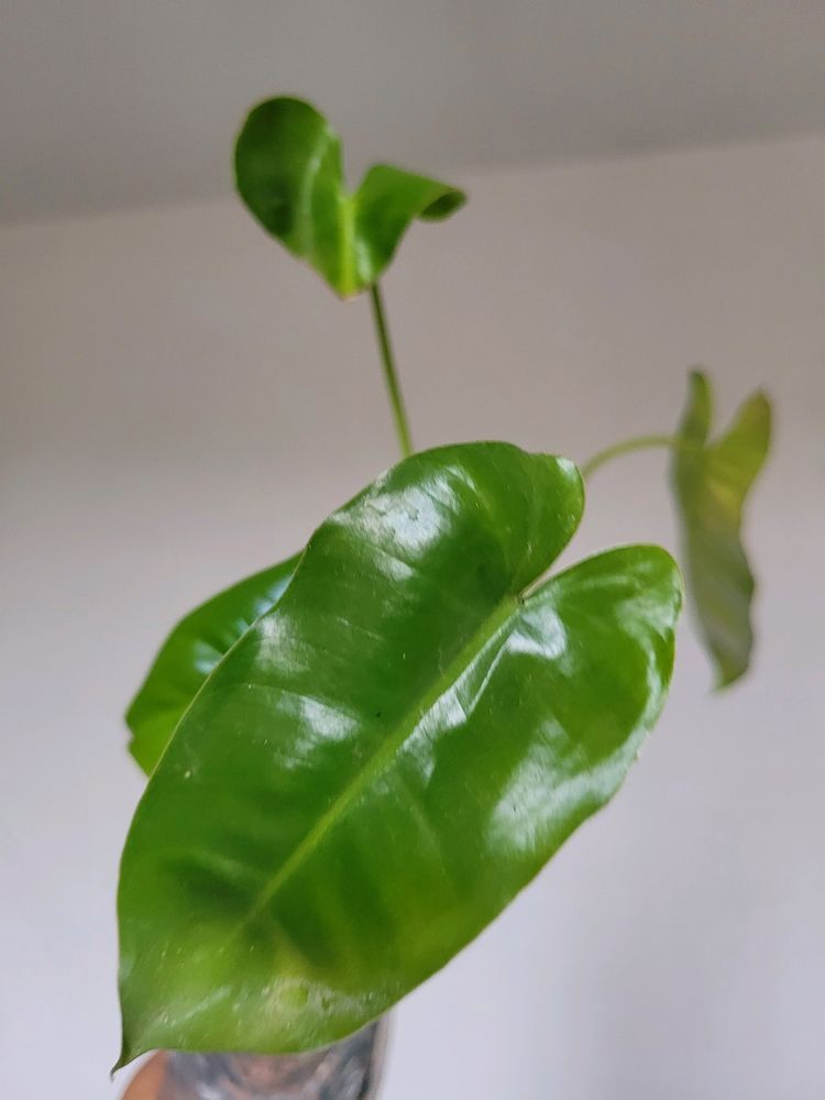 Philodendron Burle Marx [S-M]
