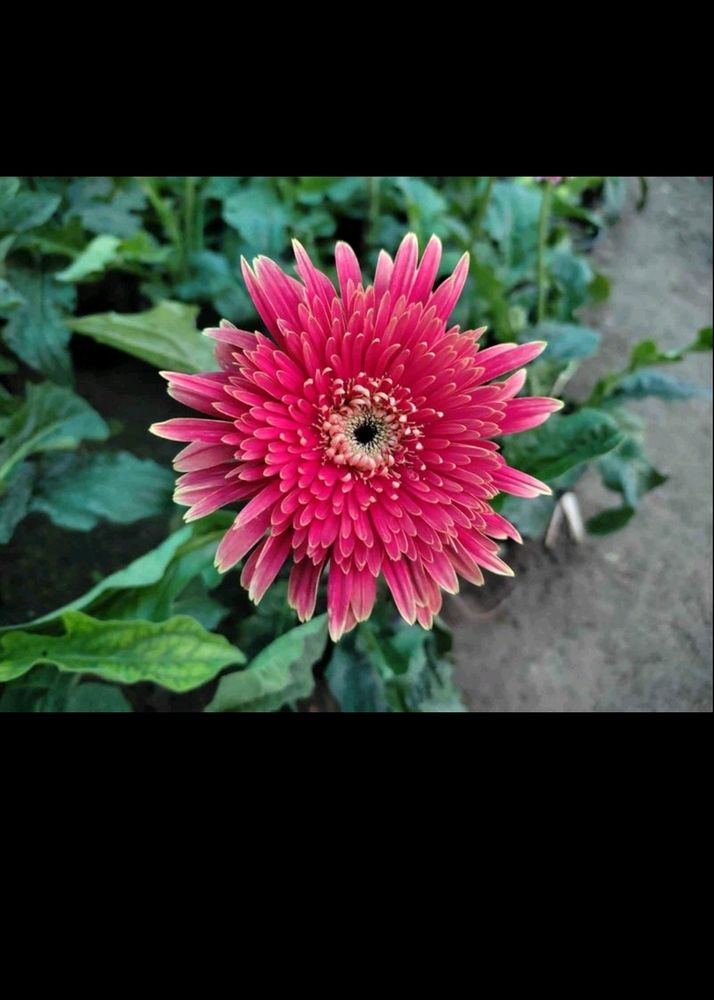 Gerbera