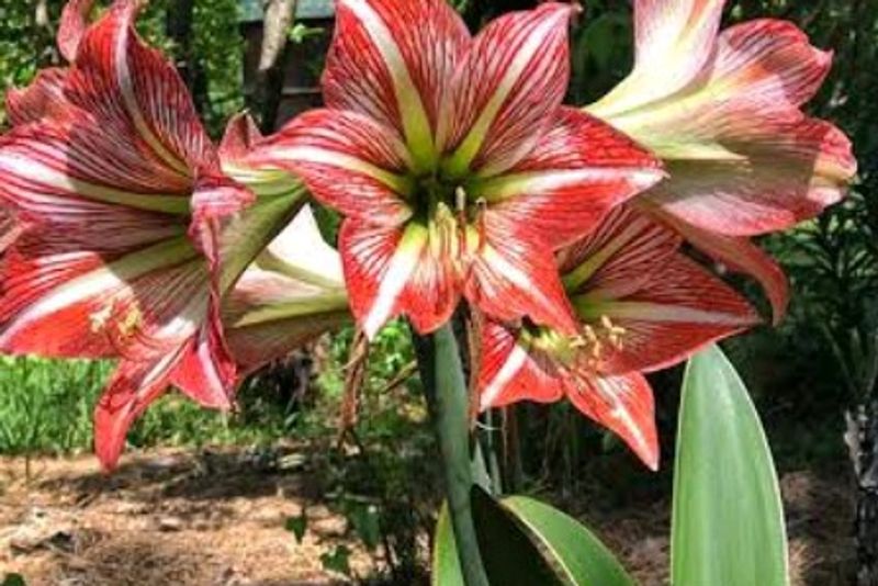Amaryllis Bulb