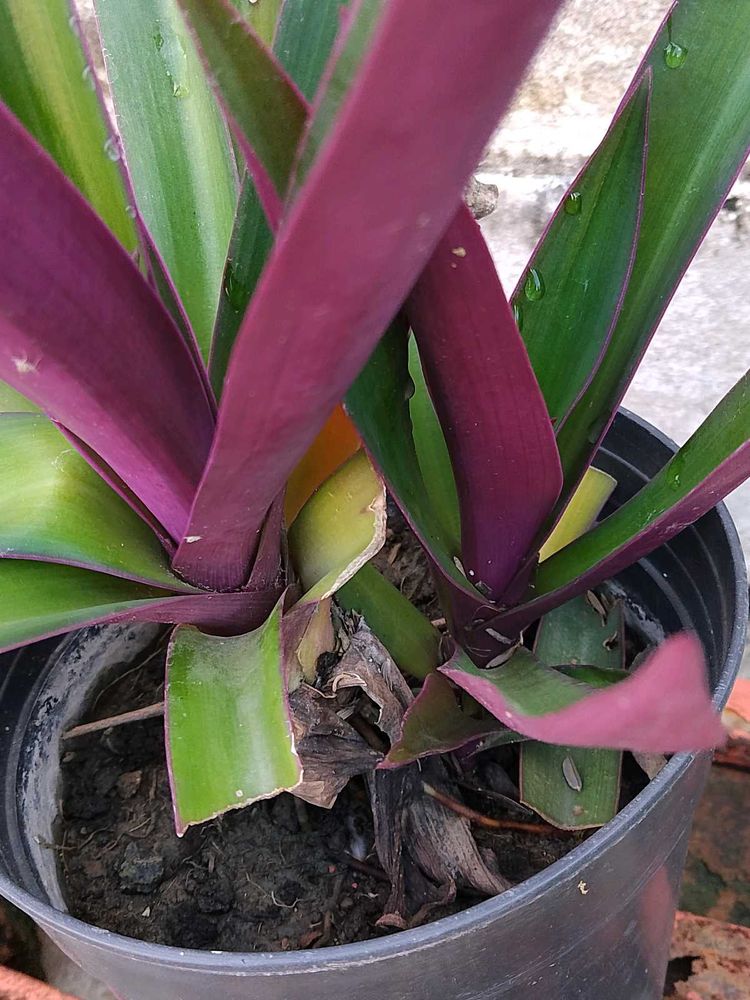 rheo plant 🌱
