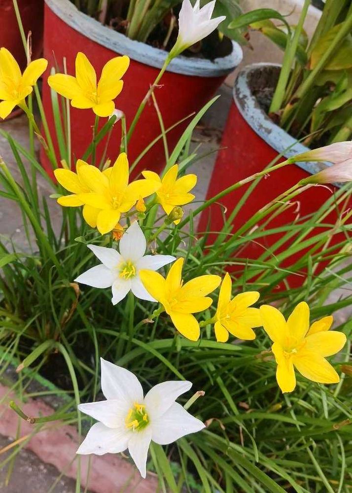 Rain lily flower seed multicolour