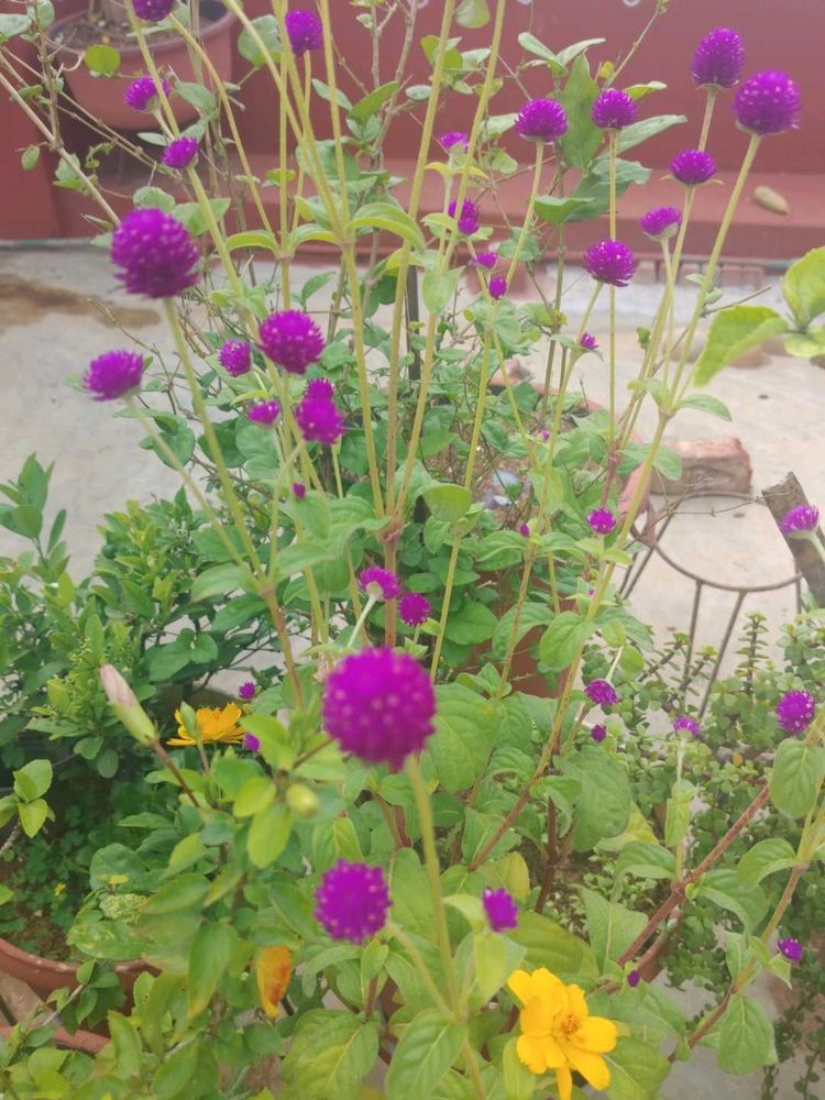 Purple Globe Amaranth Flower seeds