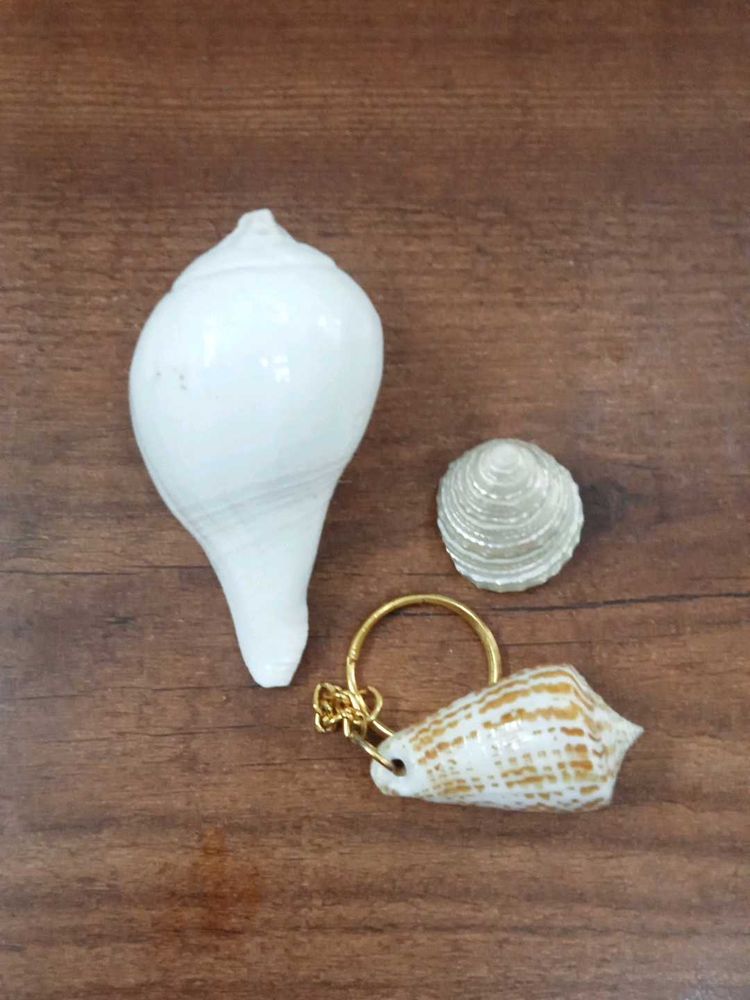 Seashell Collection &amp; Keychain