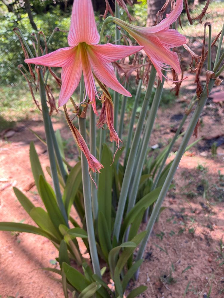 Amar Lily  3 Plants With Bulb