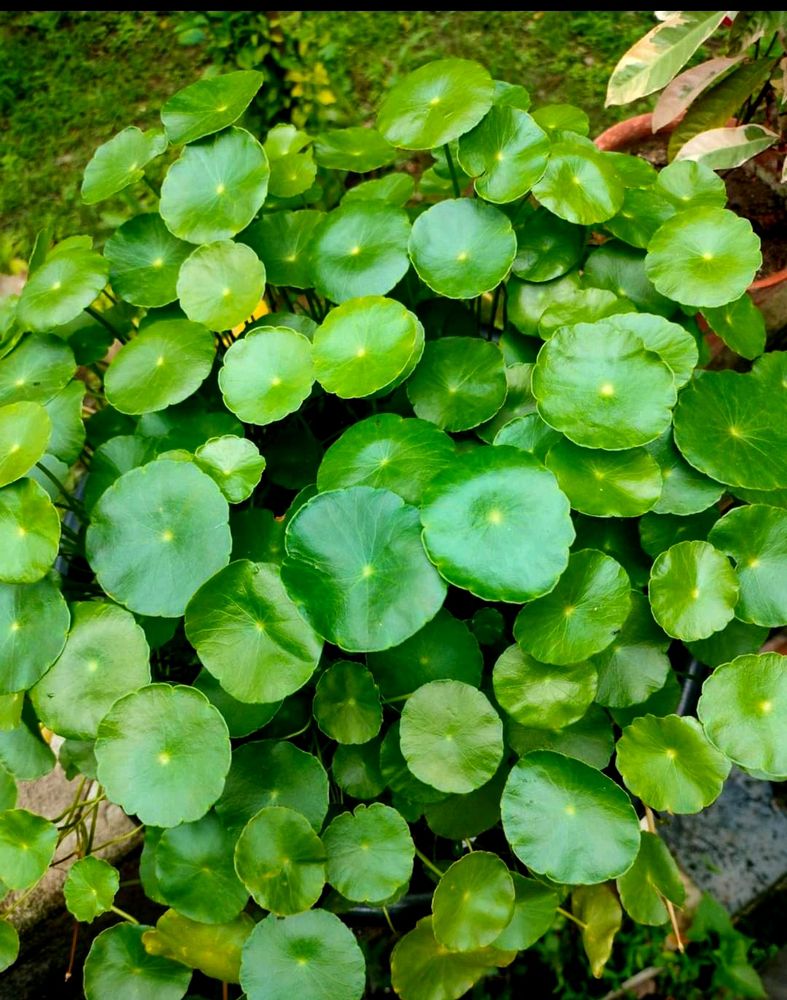 Coin Plant