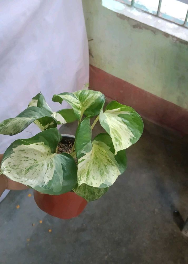 manjula Pothos Plant