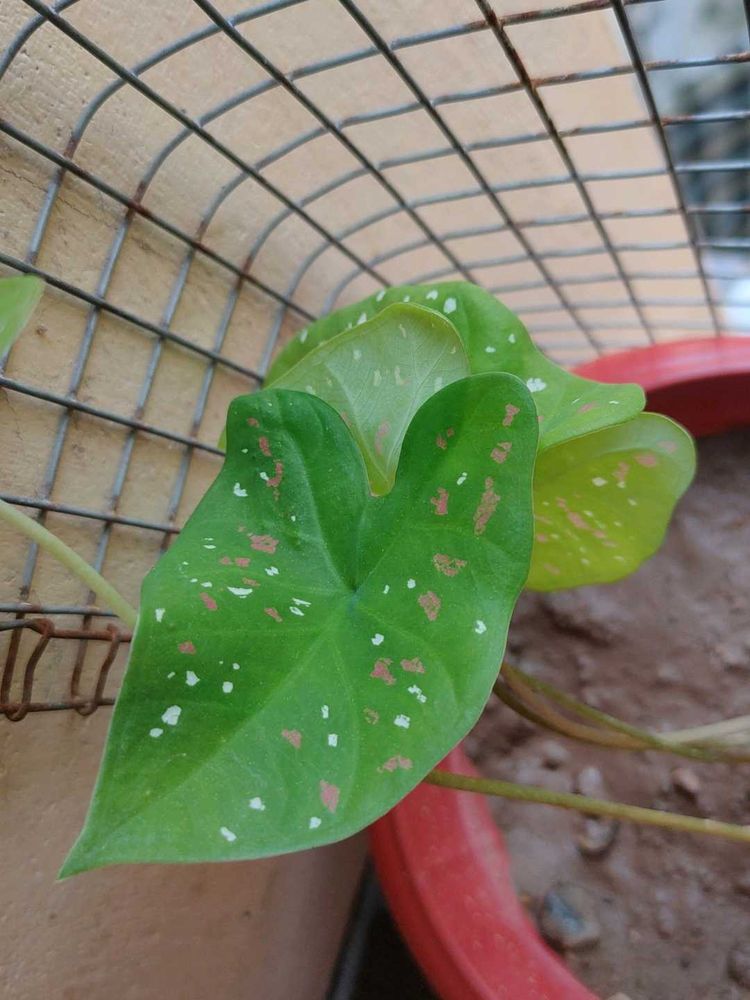 Caladium Plant