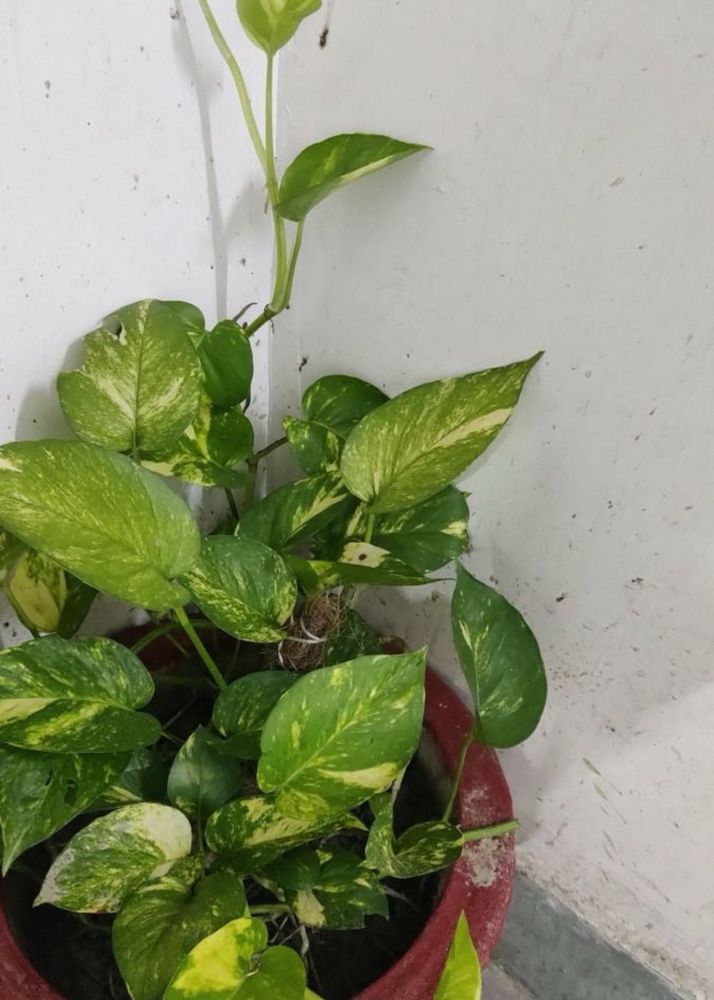 Healthy money Plant saplings free Aprajeeta seeds