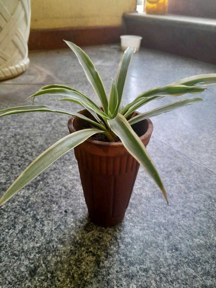 Real Spider Plant in clay Pot with great roots