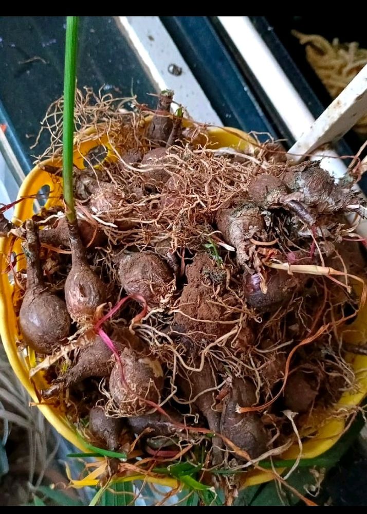 Mix Rain Lily Bulbs