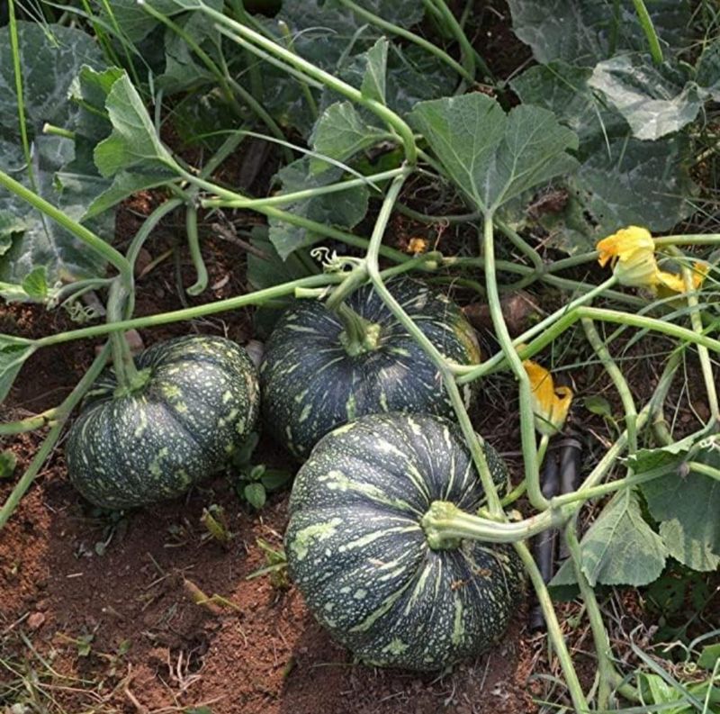 Green Pumpkin Seeds