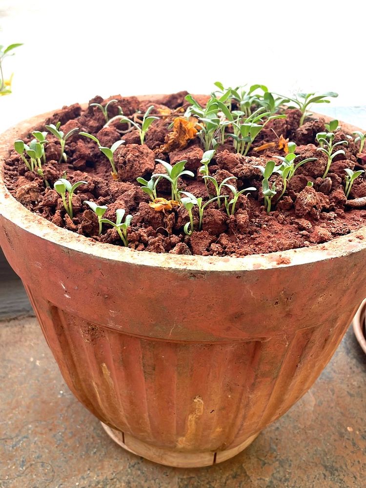 Terracotta Pot with Sprouting Plants