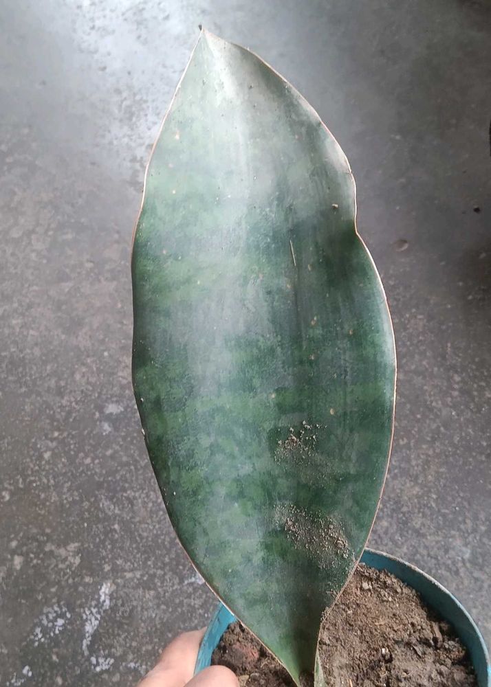 whale fin Snake Plant - Easy Care