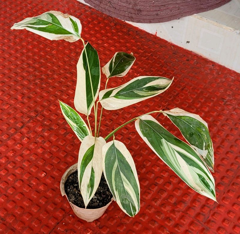 🌴 Ctenanthe pilosa Plant🪴&amp; pot