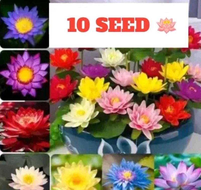 10 Lotus Flower Seeds Assorted Colors