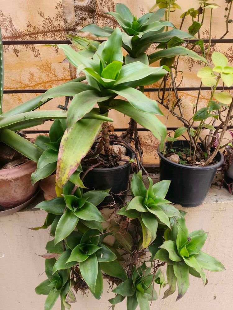 basket plant