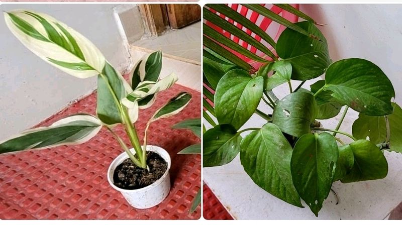 Pack 2 Nevernever &amp; Money Plant 🌵