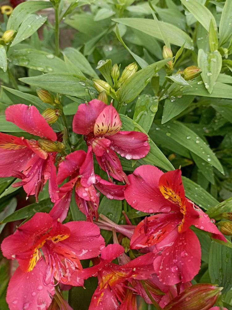Lily flower 6 plant