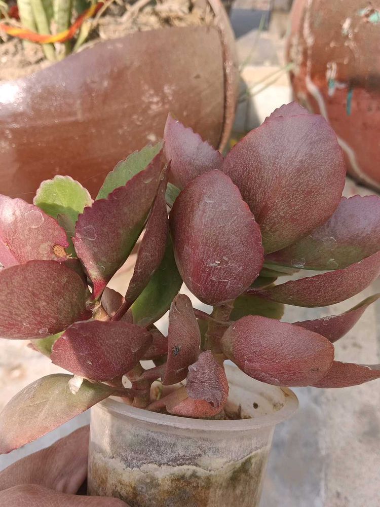 Cute Kalanchoe Plant