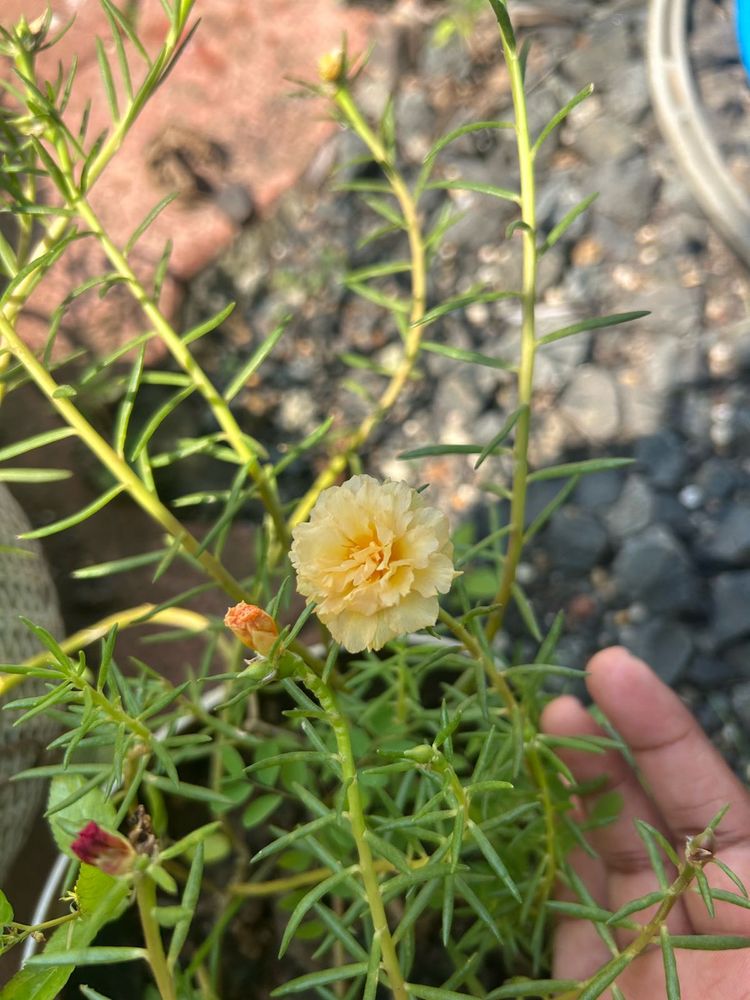 portulaca