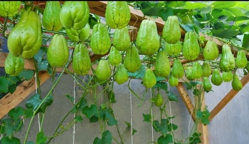 Hybrid Laku And Bramh Kamal Flower Plant