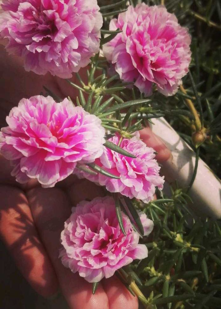 Combo Of Portulaca