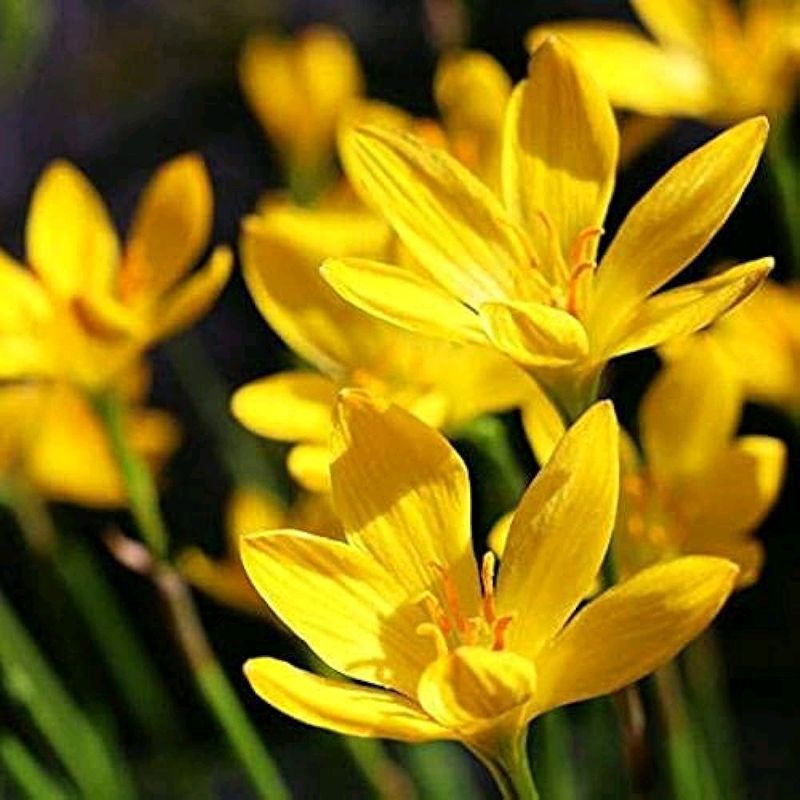 RAIN LILY YELLOW BULBS