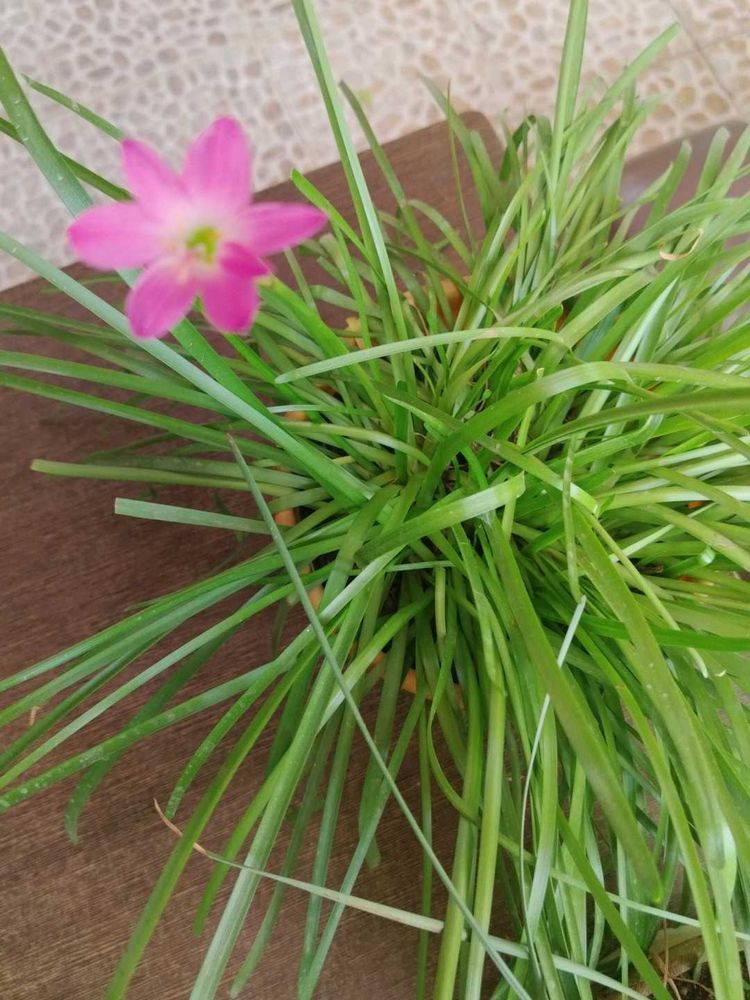 Healthy Pink Rain Lilly Bulbs