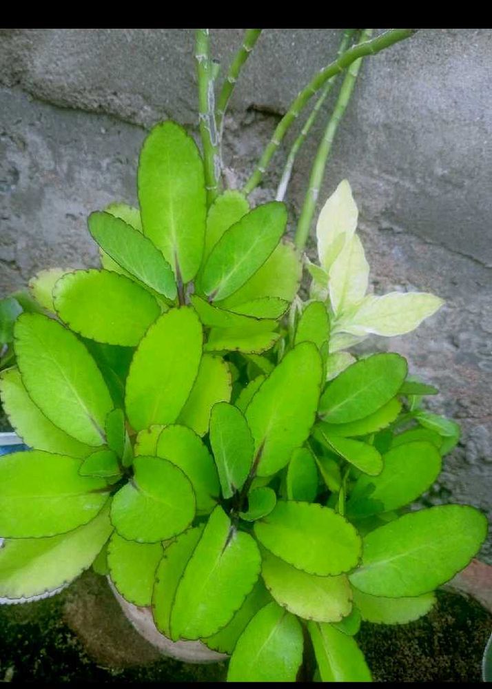 2 plants