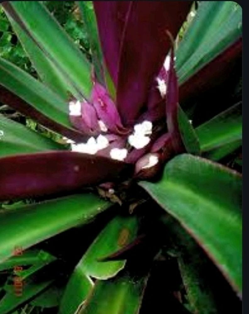 Moses-in-the-Cradle Plant  &amp; Pot