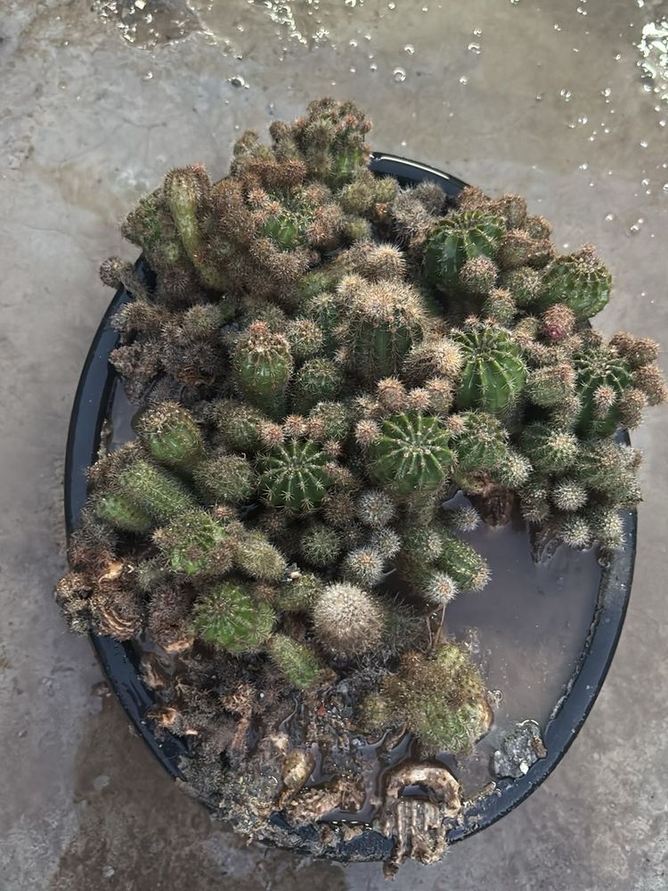 Unique Flowering Cactus Collection
