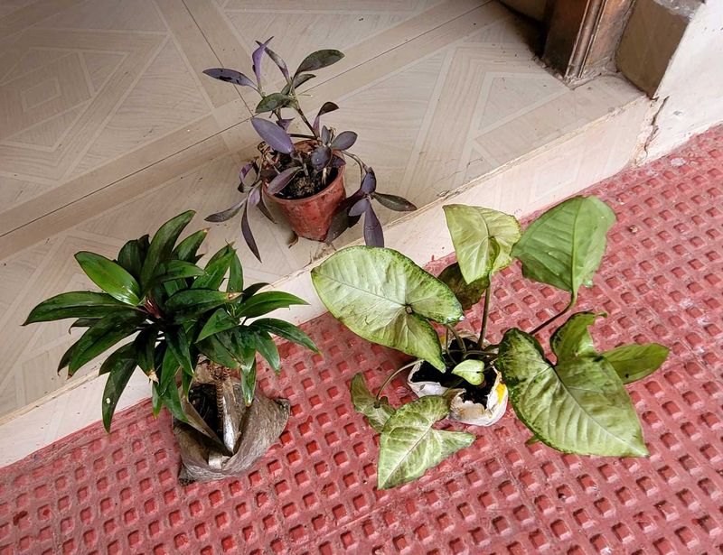 Set 3 Arrowhead &amp; Purple Heart &amp;syngonium Plants ?