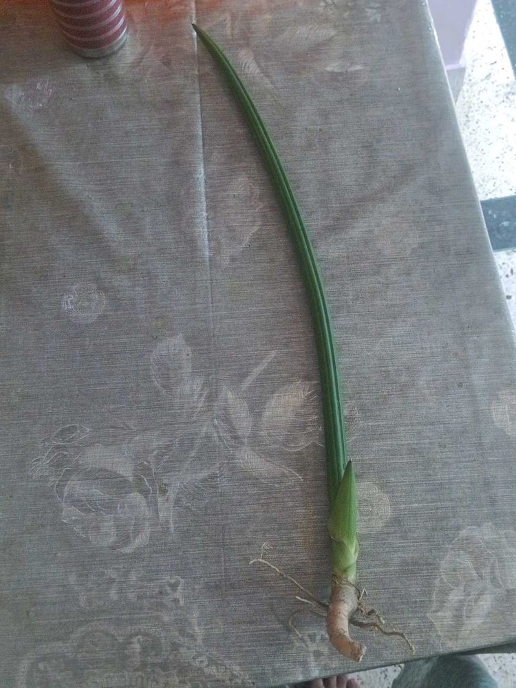 Unique sensiveria cylindrica