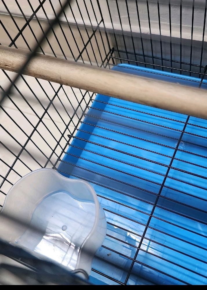 Bird Cage