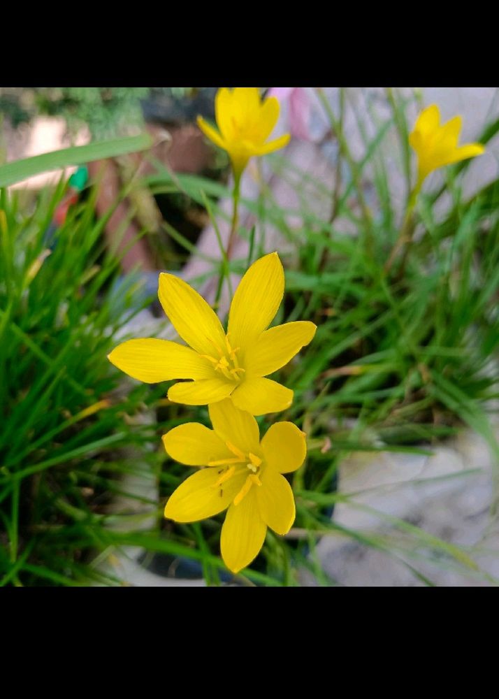 Brand New Piece Yellow Rain Lily Flowers Bulb