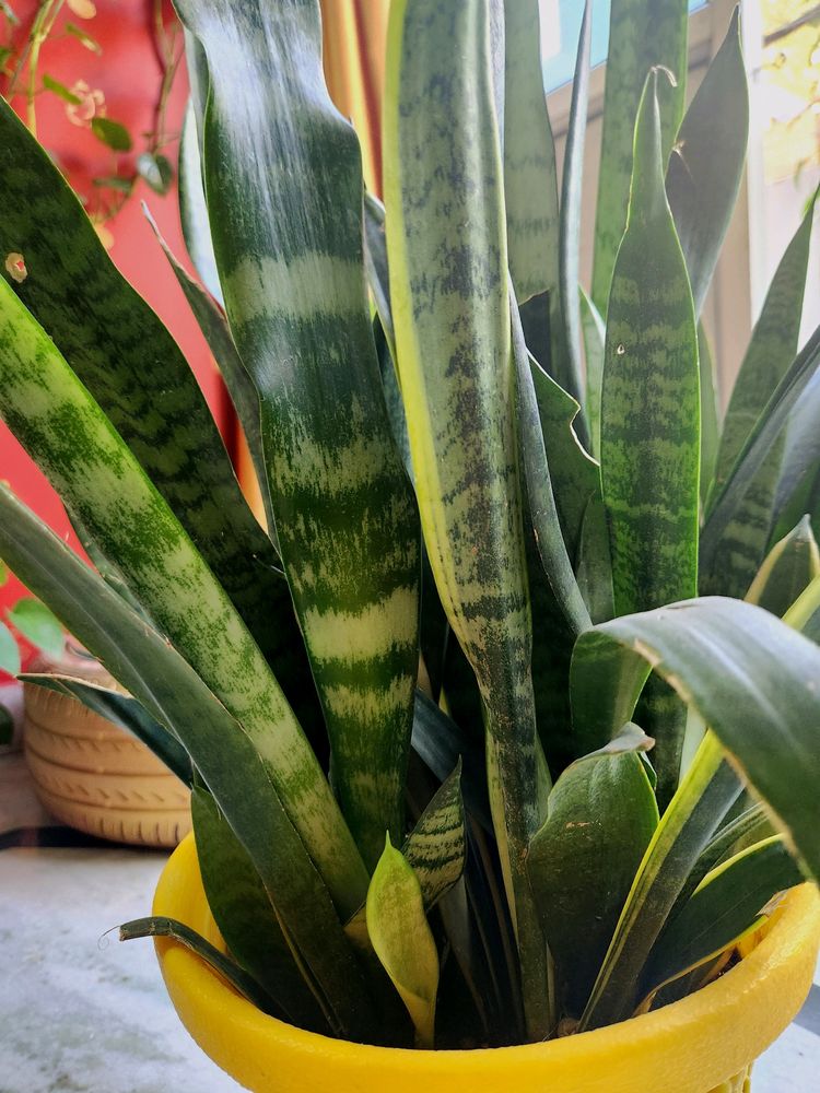 Combo Plants #1 || Snake Plant, Z Plant, Spider Plant ||