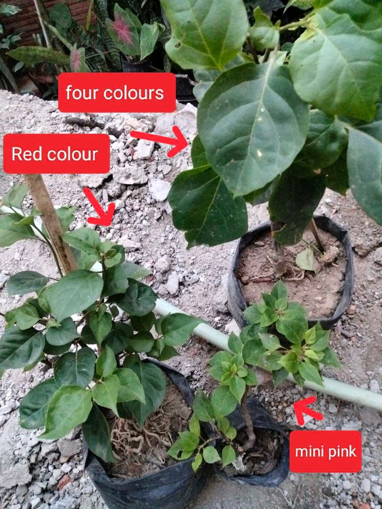 3 Beautiful Bougainvillea Plants.
