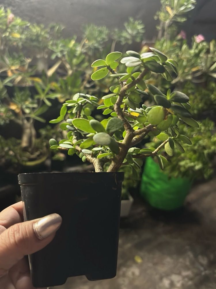 Original Jade Plant Bonsai