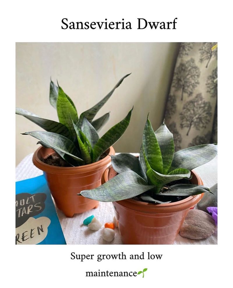 REAL Sansevieria Dwarf plant 🪴