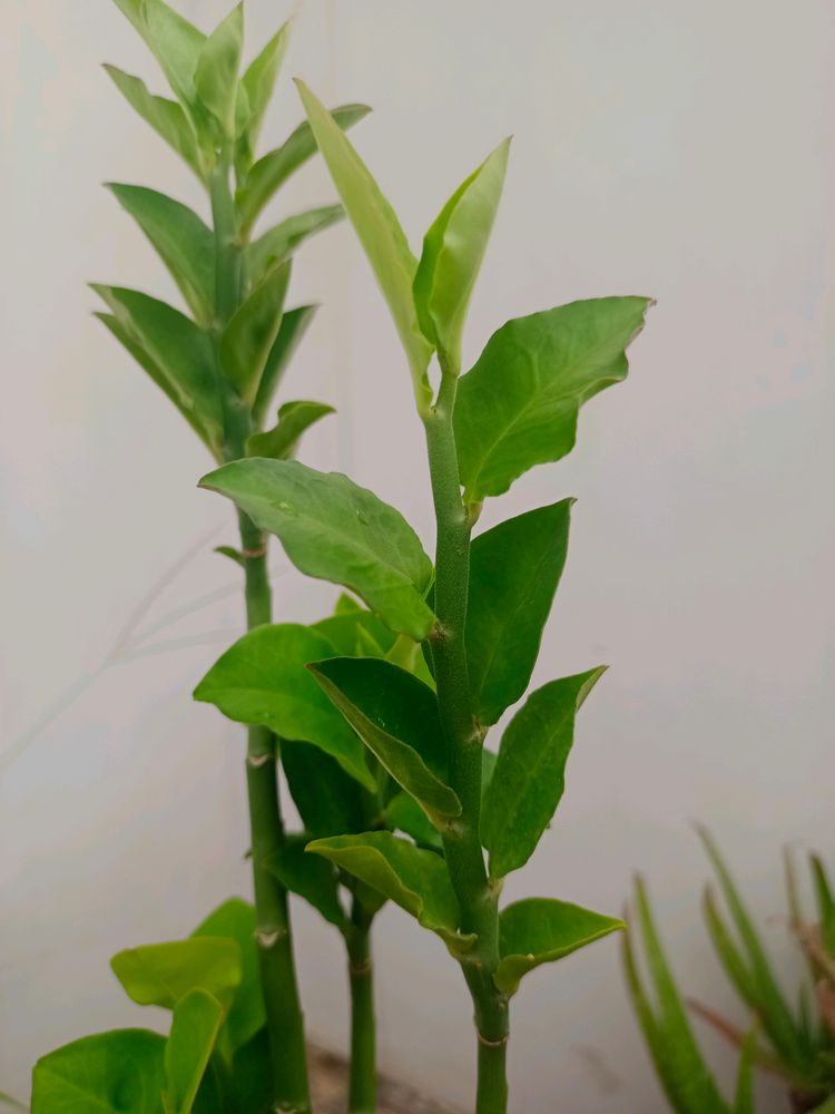 | Stems Of Naagdon,Modern Plants Live Naagdon/Nagdon Medicinal Plant ...