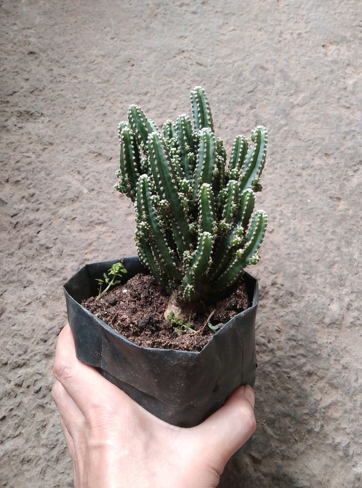 Cactus Plant