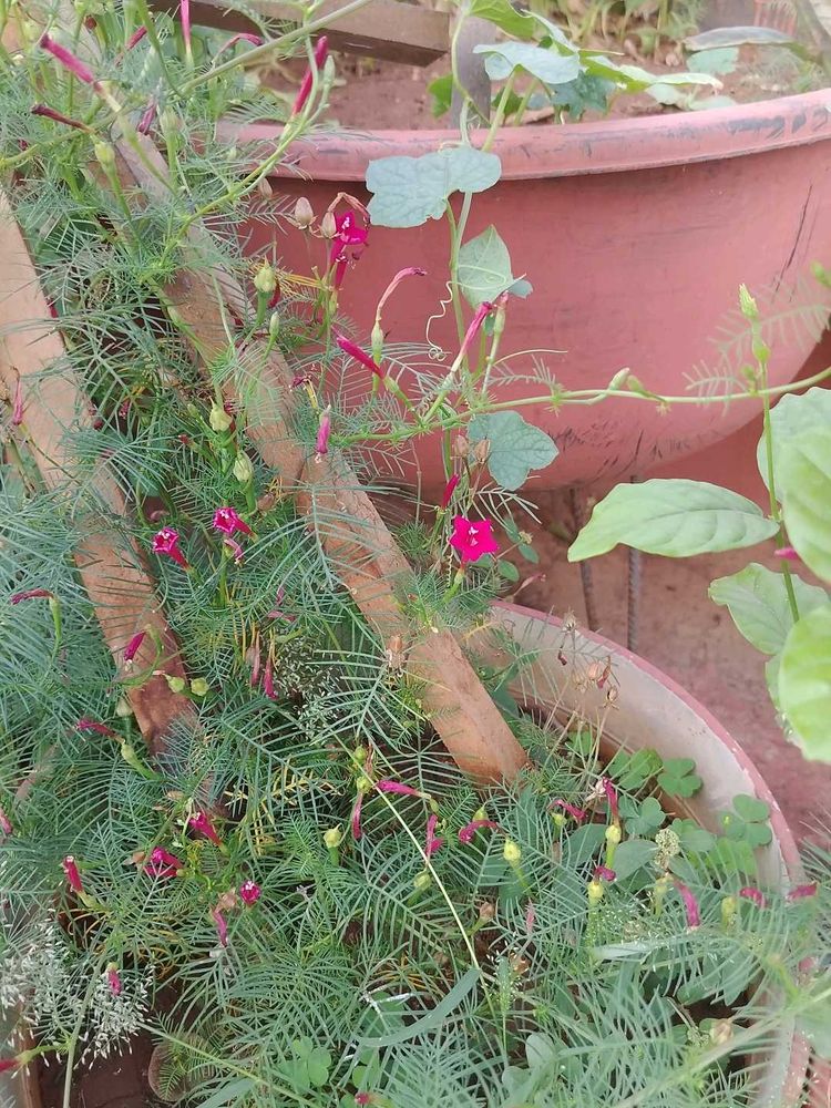 Red Creeper Wine Seeds