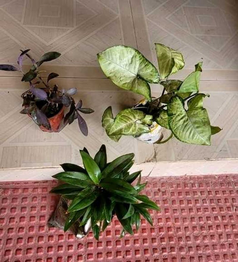 Set 3 Syngonium &amp; Pink Heat &amp; Arrowhead Plants