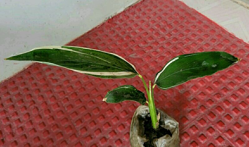 Never.. Plant 🌵