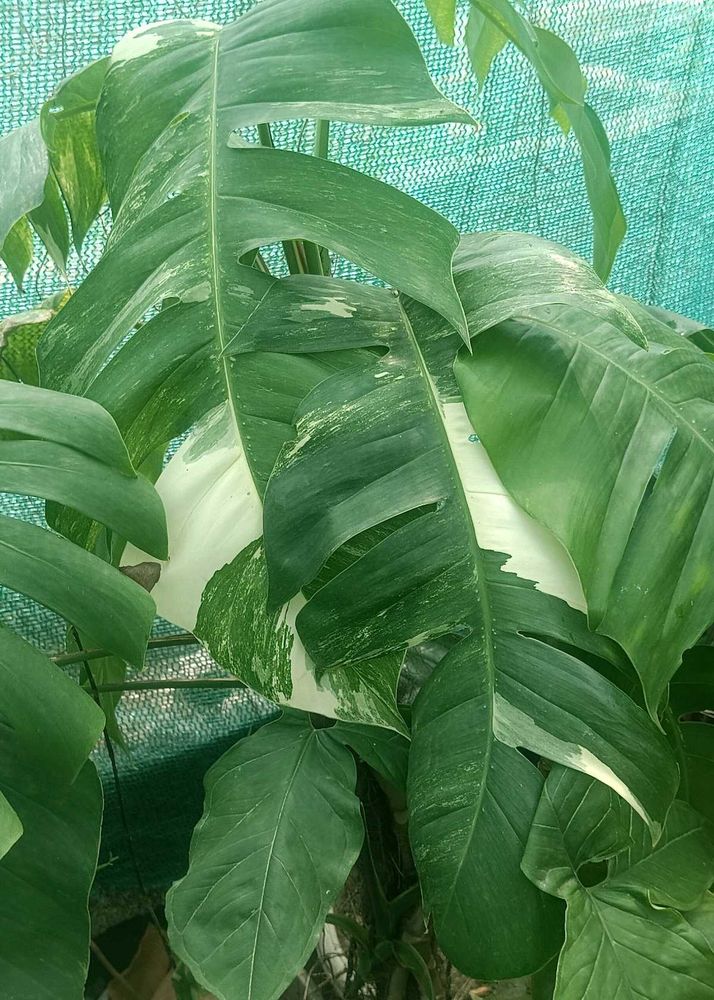 epipremnum pinnatum albo top cutting