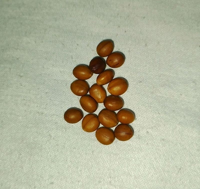 Cassia Javanica Seeds